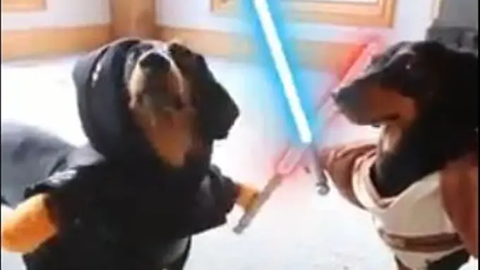 [Bintang] Lucunya Kelakuan Anjing Ketika Parodikan Film Star Wars