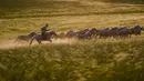 Seorang penggembala menangkap kuda dengan laso dalam atraksi budaya di sebuah pusat pembiakan kuda di Wilayah Ujimqin Barat, Xilin Gol, Daerah Otonom Mongolia Dalam, China utara, pada 31 Juli 2020. (Xinhua/Peng Yuan)