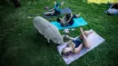 Seekor babi berperut buncit mendekati Daria Michaleski saat berpartisipasi dalam sesi yoga dengan babi selama penggalangan dana amal di The Happy Herd Farm Sanctuary, di British Columbia, Kanada, 26 Juli 2020. (Darryl Dyck/The Canadian Press via AP)