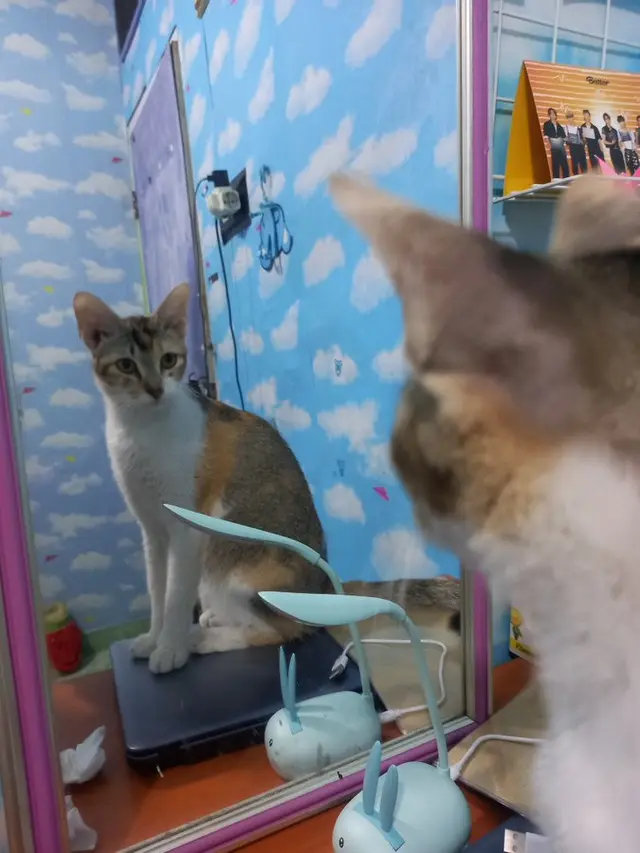 Kucing bercermin