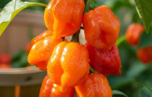 Cabe gendot/ Ilustrasi AI