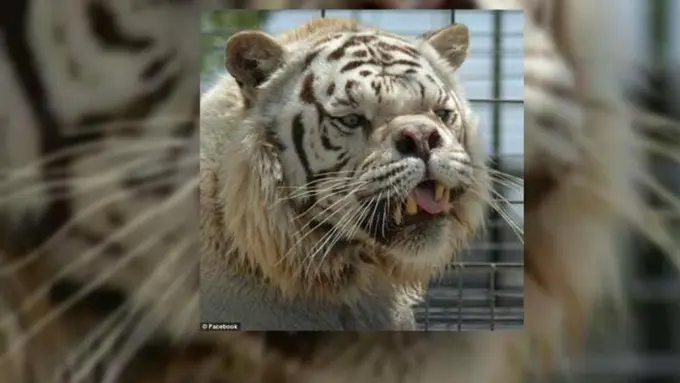 Kawin Silang, Bikin Harimau Putih Ini Buruk Rupa