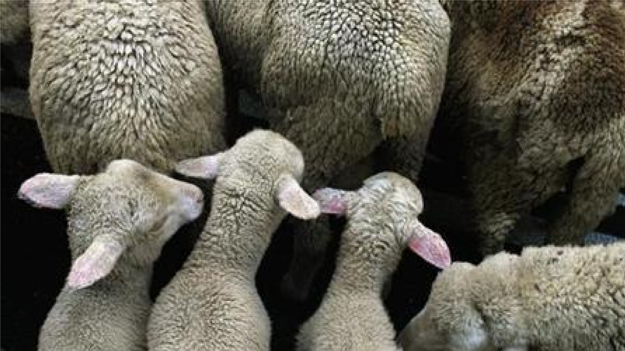 Ilustrasi domba. (Reuters)