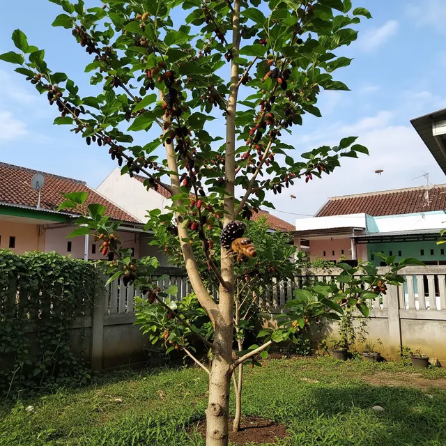 Cara Menanam Pohon Murbei agar Lebat Buahnya