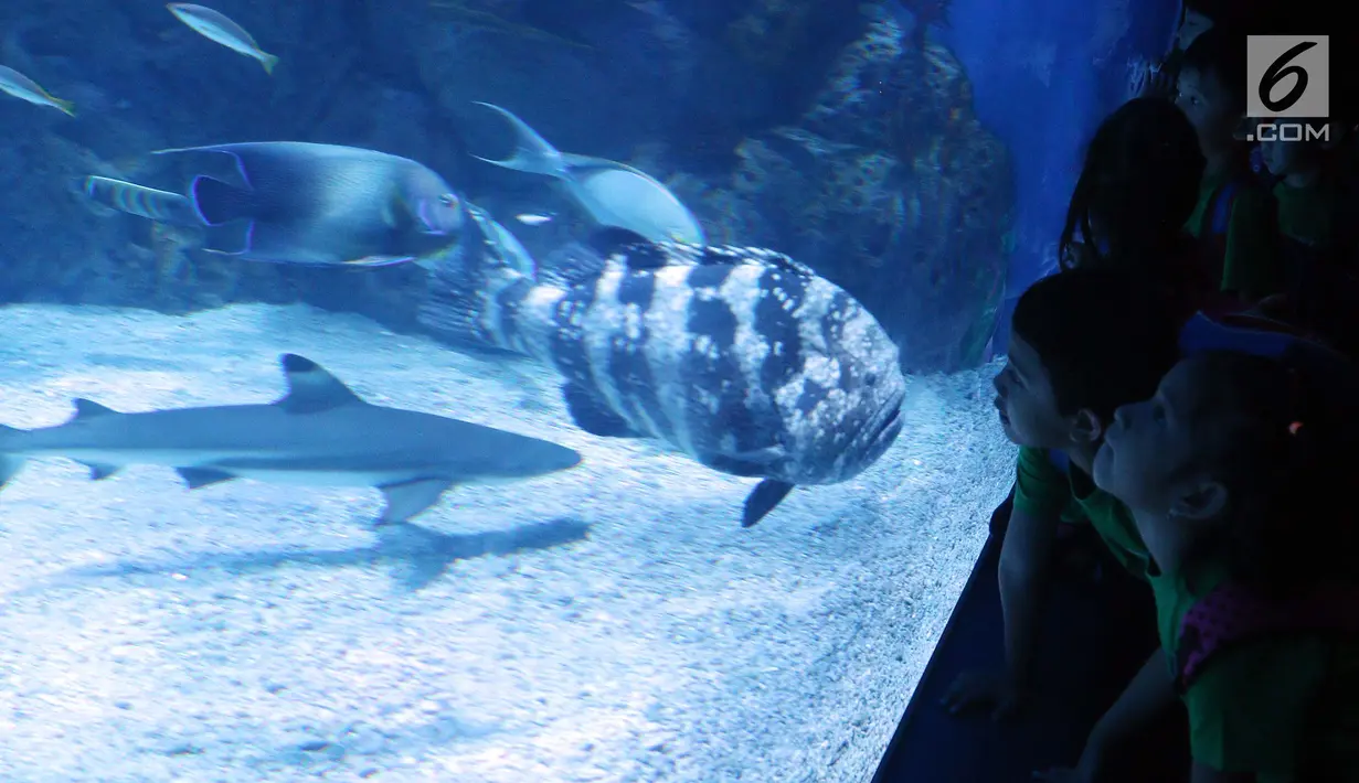 Anak - anak sekolah melihat ikan di dalam aquarium saat peresmian Jakarta Aquarium di Neo Soho, Jakarta, Selasa (16/10). Taman Safari Indonesia bekerjasama dengan Aquaria resmi membuka Jakarta Aquarium. (Liputan6.com/Johan Tallo)