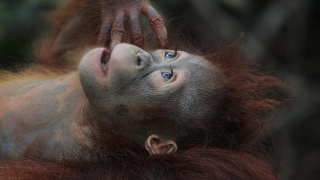 Ilustrasi orangutan (pixabay)