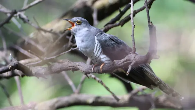 Cuckoo