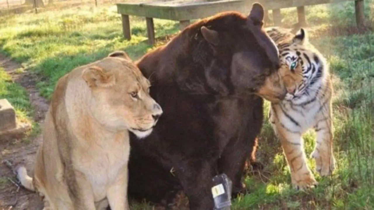 3 Predator Raksasa Hidup Bersama