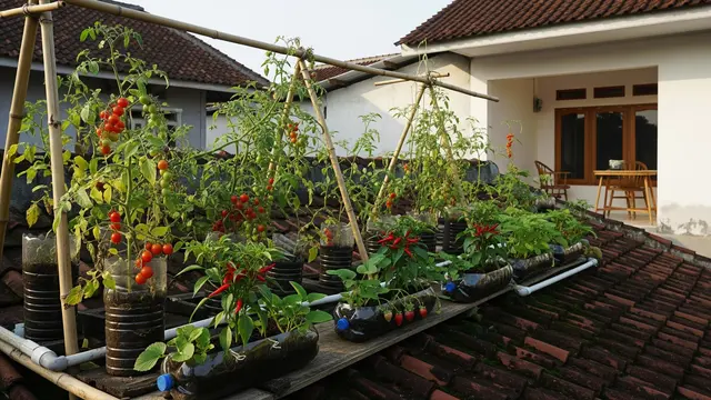 Kebun Hidroponik di Atap Rumah