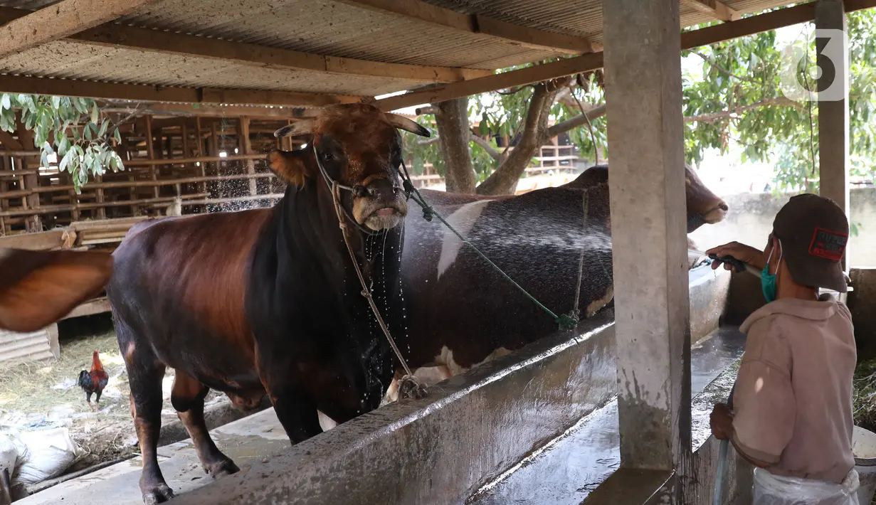 Peternak sapi melakukan perawatan sapi yang sudah dibeli Presiden Joko Widodo untuk kurban  Idul Adha di Ciledug, Tangerang, Banten, Selasa (28/7/2020). (Liputan6.com/Angga Yuniar)