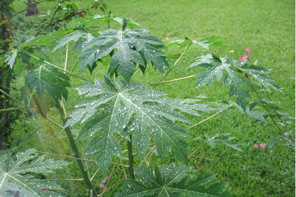 Daun Pepaya