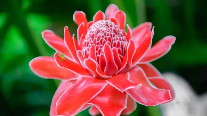 Memetik Manfaat Bunga Kecombrang untuk Kesehatan (Krutar/Shutterstock)