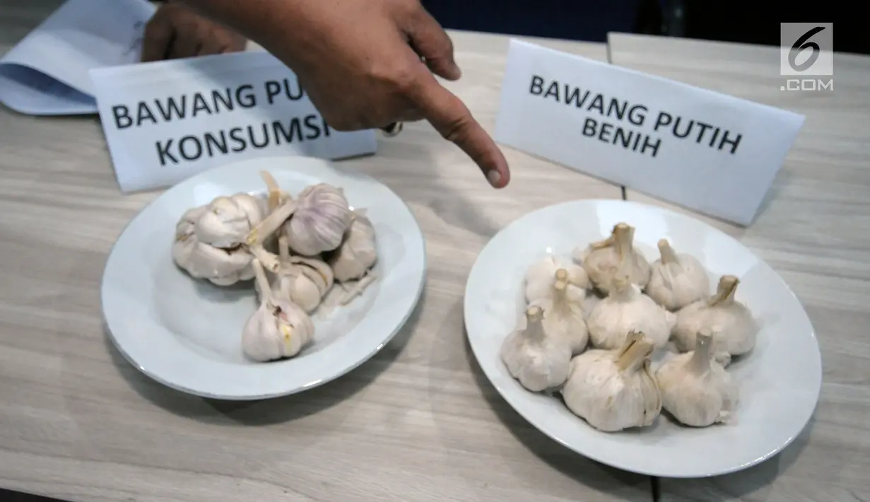 Petugas menunjukkan perbedaan bawang putih konsumsi dan benih saat rilis penyalahgunaan distribusi bawang putih impor di Jakarta, Kamis (31/5). DirTipideksus mengamankan 30.000 ton. (Liputan6.com/Helmi Fithriansyah)