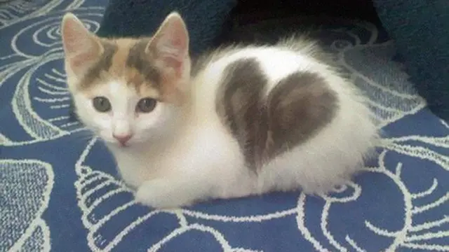 6 Motif Bulu Kucing Ini Berbentuk Sesuatu, Corak Langka
