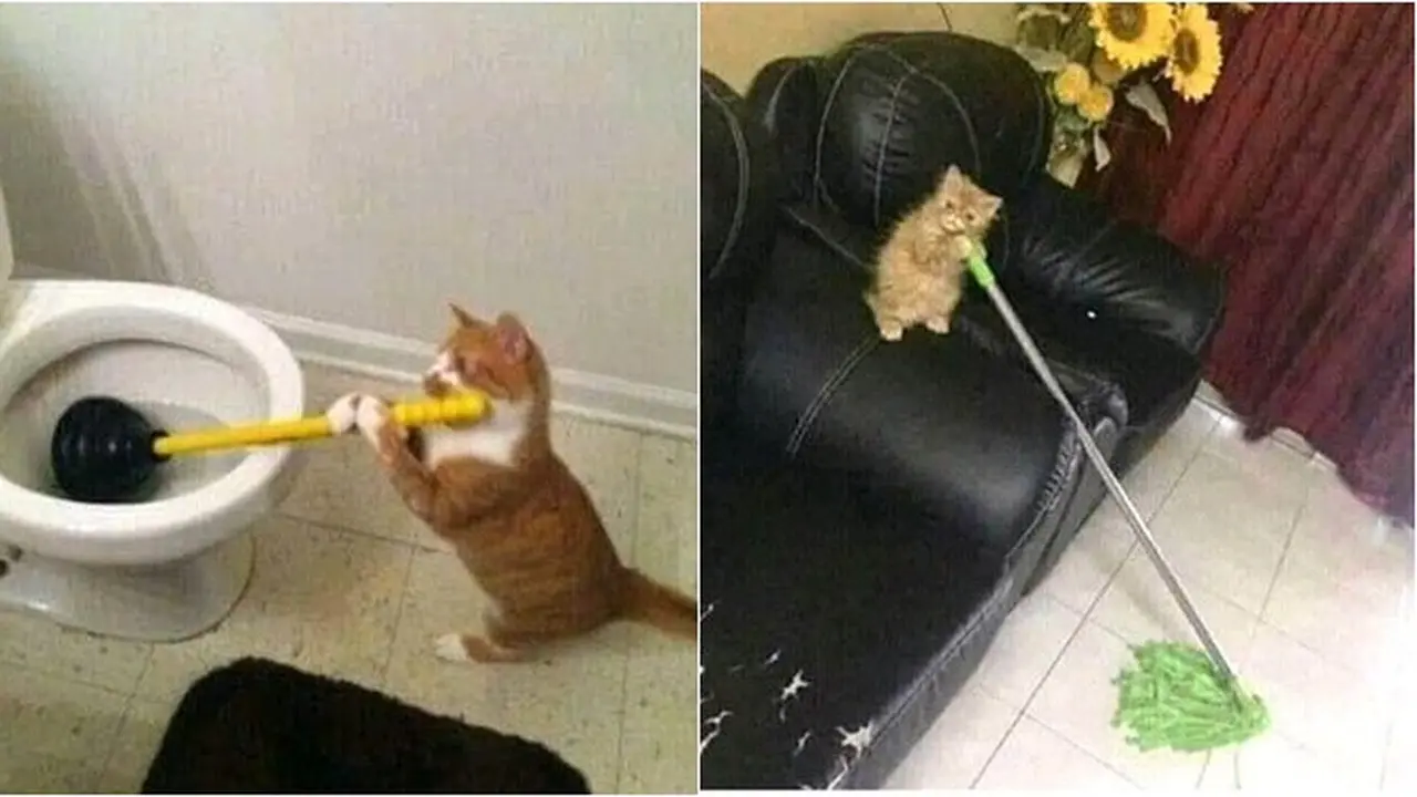 7 Potret Kucing Oranye Lakukan Pekerjaan Rumah, Bisa Jadi Kucing Baik