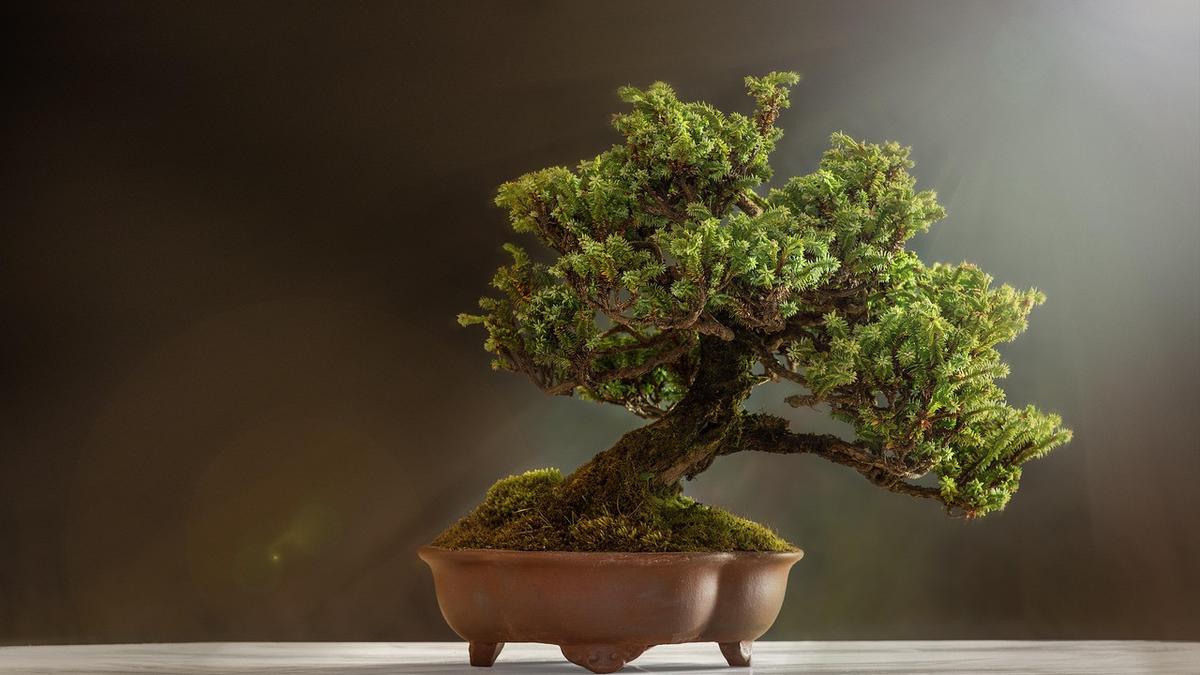 7 Jenis Tanaman Bonsai Terbaik untuk Mempercantik Pintu Masuk Rumah
