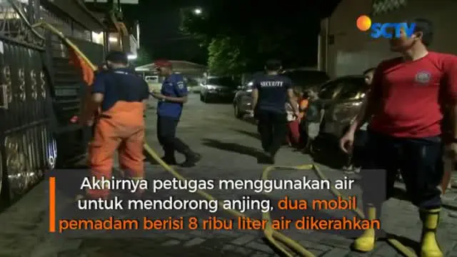 Drama Evakuasi Anjing yang Terjebak di Gorong-Gorong Perumahan Cengkareng