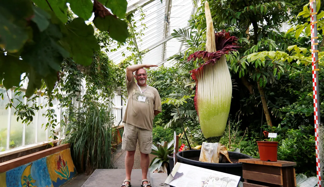 Pekerja berpose di dekat bunga bangkai Titan Arum asal Sumatera, yang dipamerkan di taman botani di Kota Brussels, Belgia, Kamis (28/7). Bunga bernama latin 'Amorphophallus titanum' itu menyedot perhatian wisatawan di sana. (REUTERS/Francois Lenoir)