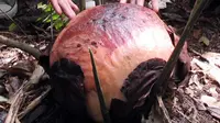 Rafflesia Arnoldii - Bengkulu