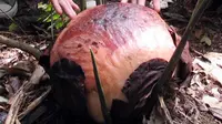 Sultan Ismail Sang Penjaga Bunga Rafflesia Arnoldii Bengkulu