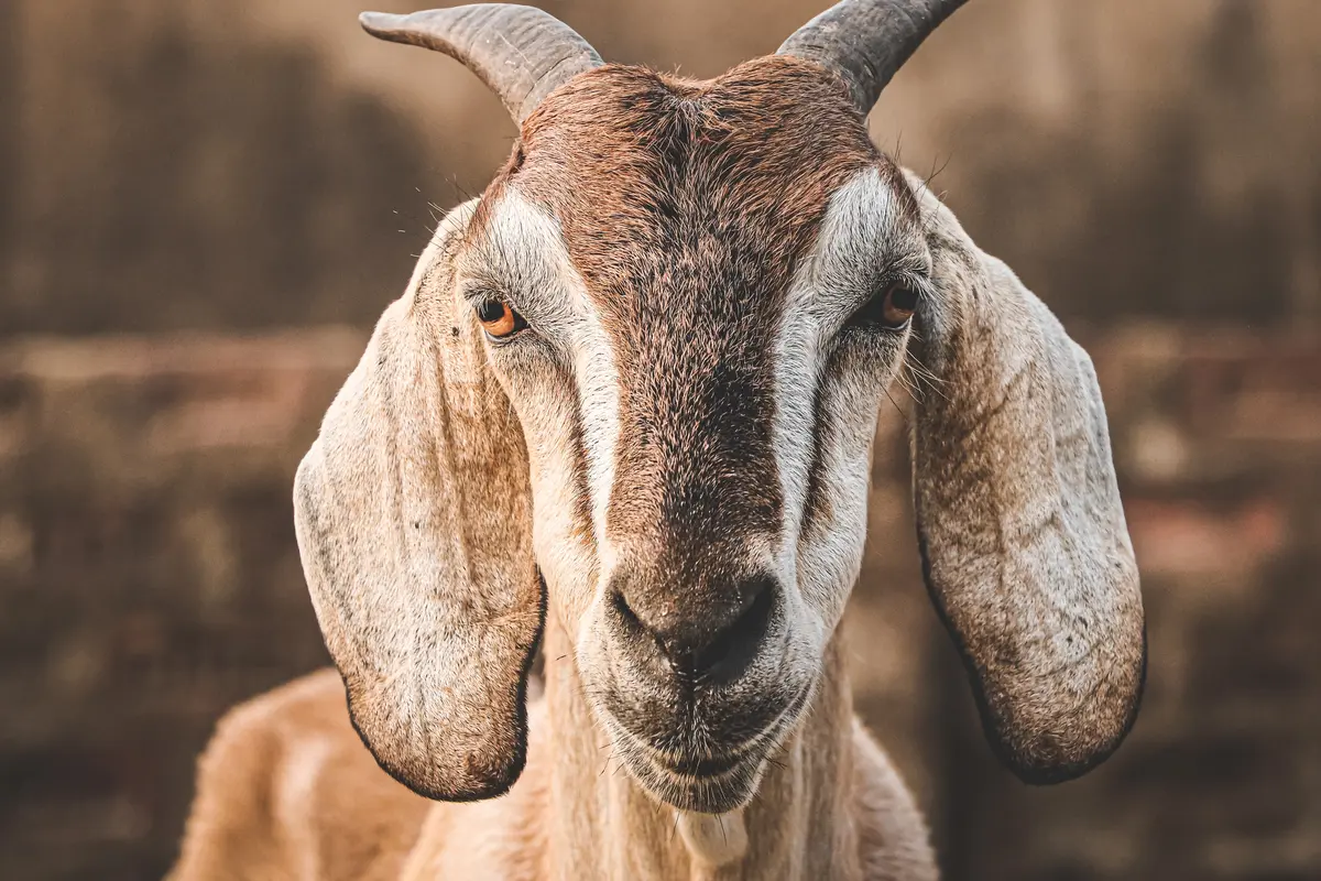 Kambing - Vania