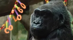 Gorila betina ini menjadi gorila pertama yang lahir di kebun binatang Columbus pada 22 Desember 1956. Dikabarkan Gorila betina itu mati dengan tenang saat tidur di dalam kandangnya di usia 60 tahun, Ohio, AS (17/1). (AP Photo)