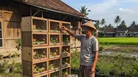 Modal Rp5 Juta di Desa Bisa Ternak Apa? Ini 10 Ide yang Cepat Menghasilkan