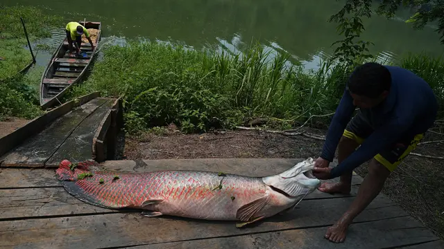 Ikan Air Tawar Terbesar di Sungai Amazon