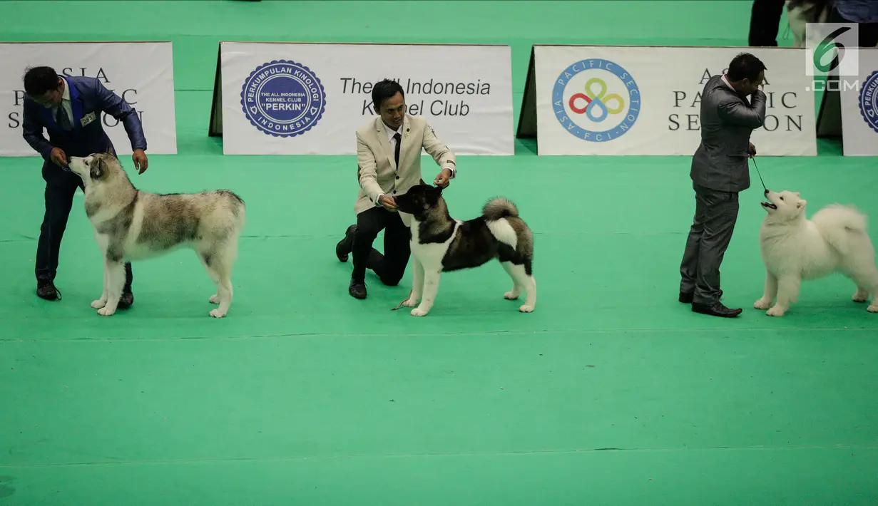 Peserta bersama anjing jenis Siberian Husky mengikuti kontes anjing "CAC International Dog Show 2018" di Ecovention, Ancol, Jakarta, Minggu (4/2). Kontes anjing ini diselenggarakan oleh Perkumpulan Kinologi Indonesia (Perkin). (Liputan6.com/Faizal Fanani)