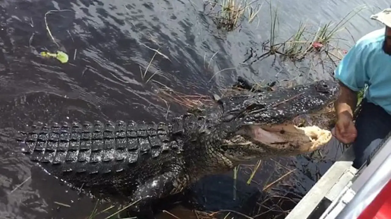 buaya, buaya lapar, buaya raksasa