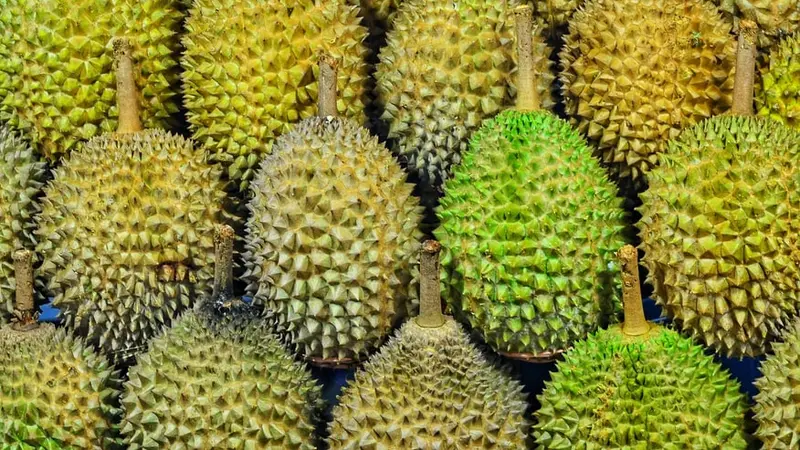 Ilustrasi Durian