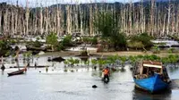 Nelayan mencari ikan di kawasan hutan bakau di Calang, Aceh Jaya. Hutan mangrove  tersebut seluas 380 ribu hektare rusak akibat tsunami 2004 dan penebangan liar.(Antara)