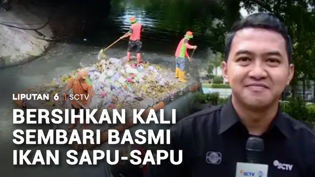 Sampah Dibersihkan, Ikan Sapu-Sapu Invasif Jadi Ancaman