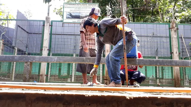 Buaya dewasa di penangkaran buaya Dawuhan Kulon, Kedungbanteng, Banyumas. (Foto: Liputan6.com/Muhamad Ridlo)
