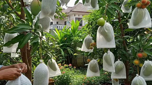 Cara Membuat Alat Berongsong Buah Tahan Hama