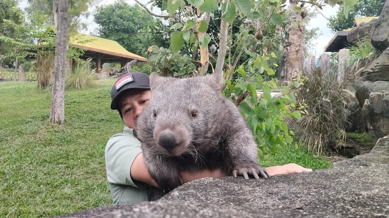 Wombat di Taman Safari Prigen II, Pasuruan, Jawa Timur. (Winda Nelfira/Liputan6.com)