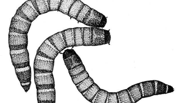 Mealworm (Wikipedia/Creative Commons)