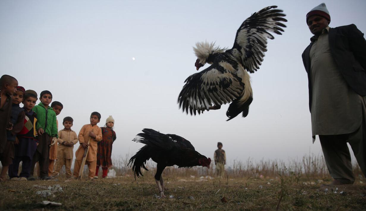 Seorang pria dan anak-anak menonton pertandingan sabung ayam di pinggiran Islamabad, Pakistan, 15 Desember 2021. Pakistan terkenal memiliki jenis ayam petarung paling tua di dunia dengan kekuatan fisik dan mental bertarungnya. (AP Photo/Rahmat Gul)