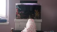 Sophie si anjing sangat terkesan dengan ikan-ikan di akuarium besar. Ia sampai tak bergeming dan tak bisa disuruh makan.
