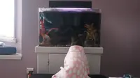 Lucunya si Anjing yang Bengong Menatap Akuarium