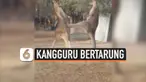 Momen pertarungan dua kangguru jantan berhasil diabadikan seorang pria yang bekerja di shelter satwa liar, Australia. Kangguru tersebut bertarung demi memperebutkan wilayah kekuasaan. Uniknya, keduanya akan berteman baik alias tak menjadi musuh setel...