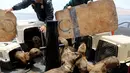 Petugas melepaskan sejumlah singa laut ke habitat aslinya di Pulau Palomino, Callao, Peru (14/10). Pulau Palomino memang terkenal sebagai pulau yang dihuni ribuan singa laut. (Reuters/Guadalupe Pardo)