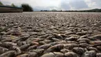 Puluhan ribu ikan air tawar "popocha" mati terdampar di laguna Cajititlan, negara bagian Jalisco, Meksiko, 17 Agustus 2015. Diduga sekitar 25 ton ikan mati karena tercemar limbah pabrik. (AFP PHOTO/HECTOR GUERRERO)