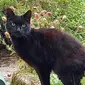 Seekor kucing jadi penyelamat pemiliknya, seorang nenek berusia 83 tahun yang jatuh ke jurang di Inggris (dok. Facebook/Bodmin Police/Komarudin)