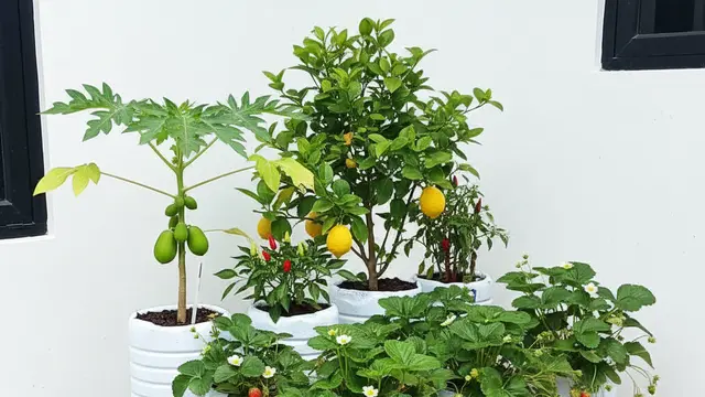 Ide Desain Kebun Buah Mini untuk Rumah Subsidi Type 27. AI