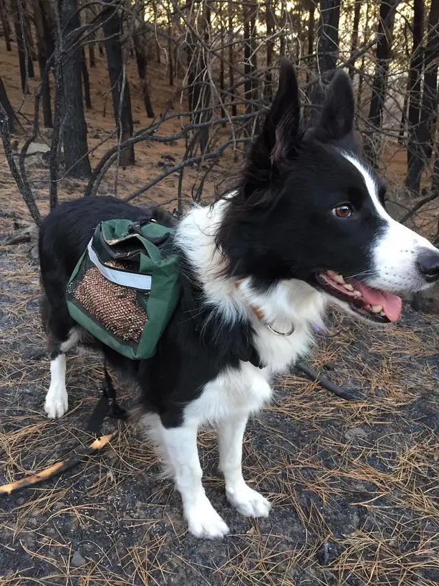 3 Anjing Border Collie Ini Jadi Pahlawan Hutan Chile, Sebarkan Benih Kehidupan Setelah Kebakaran Hebat
