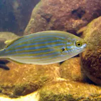 Ikan salema progy | foto : istimewa