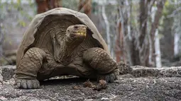 Seekor kura-kura raksasa Galapagos di Taman Nasional Galapagos, Ekuador, 12 September 2017. Kura-kura Galapagos makan rumput, dedaunan, kaktus dan buah tapi bisa bertahan hidup sampai setahun tanpa makanan dan air. (HO / GALAPAGOS NATIONAL PARK / AFP)