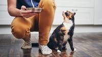 Ilustrasi Makanan Kucing.(Shutterstock)