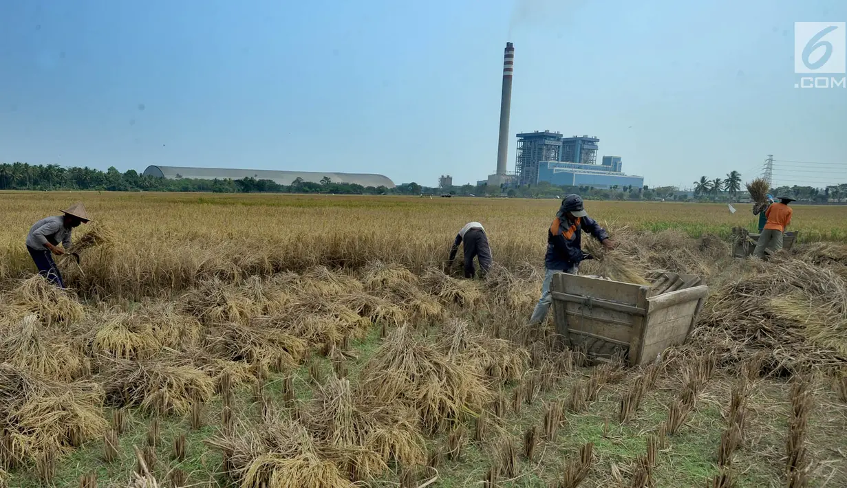 Suasana saat para petani memanen padi di sawah yang terletak di belakang PLTU Labuan, Pandeglang, Banten, Minggu (4/8/2019). Musim kemarau menyebabkan harga gabah di tingkat petani mengalami kenaikan dari Rp 3.600 menjdi Rp 4.300 per kilogram. (merdeka.com/Arie Basuki)